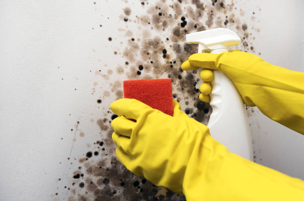 Best Mold Damage Repair  in Bozeman, MT