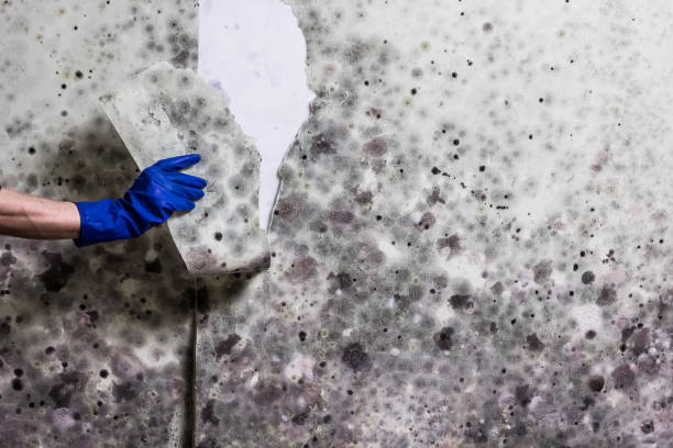 Trusted Bozeman, MT Mold Removal Experts