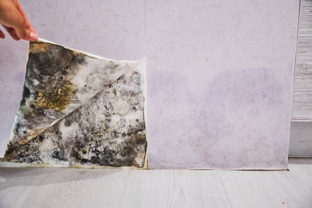 Best Mold Cleaning Services  in Bozeman, MT